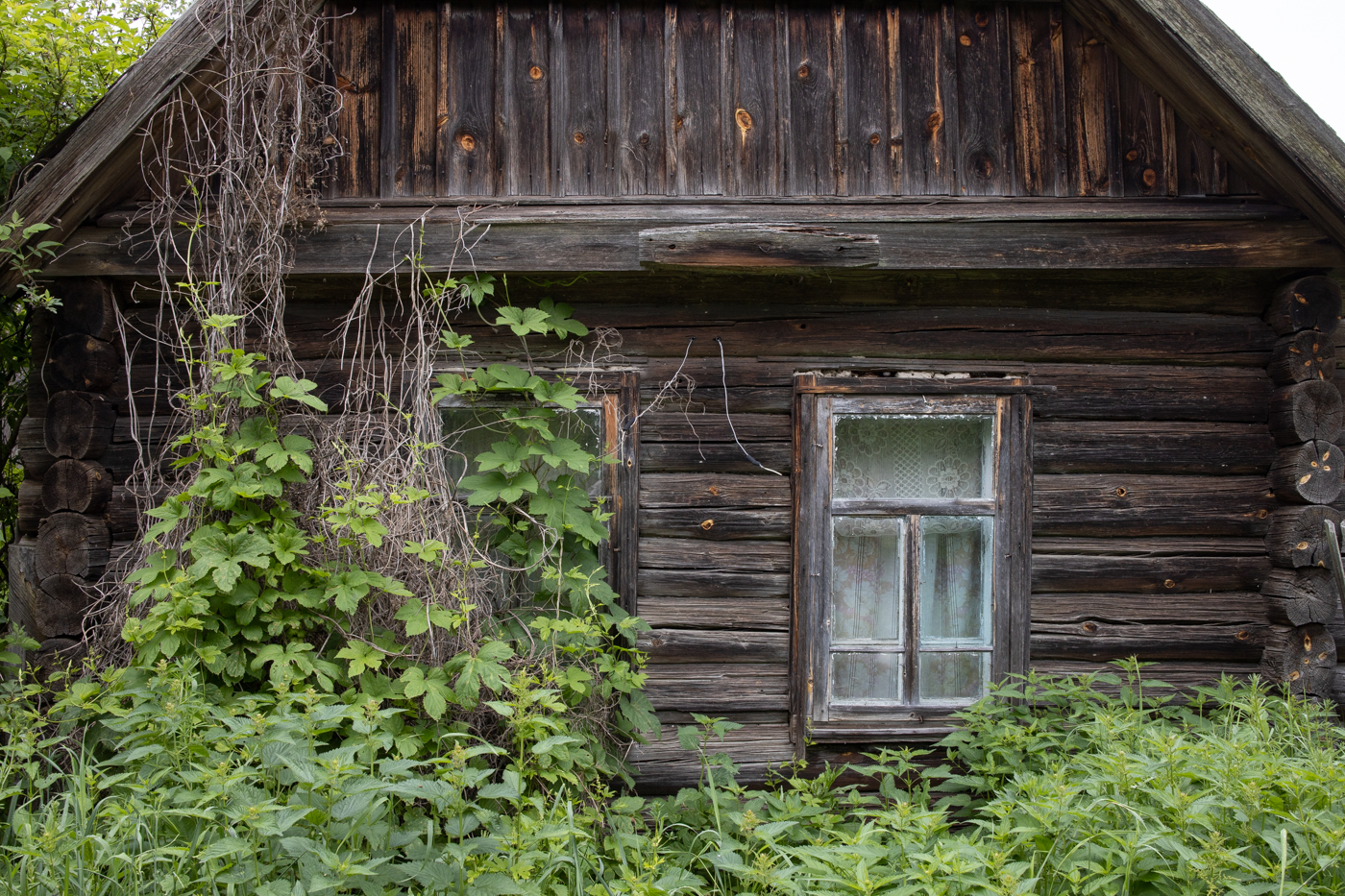 Дальше только лес — Oleg Kolimbet