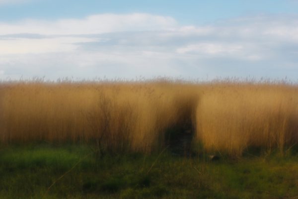 Reeds | Камыш